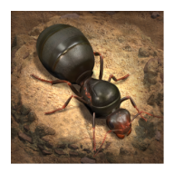 ССϹʷ(The Ants)