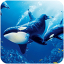 ģ(The Killer Whale)v1.0.9 ׿