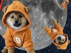 dog����ʲô���� dog����ǰ����