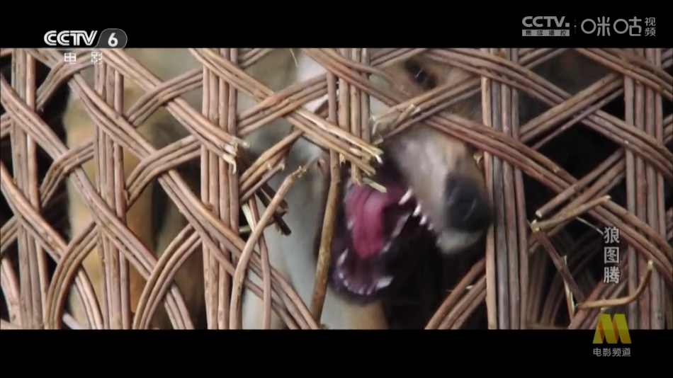 �׷�TV���Ӱ�v1.0.0 ��׿��