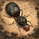 ϵģ(The Ants)v3.66.0 °