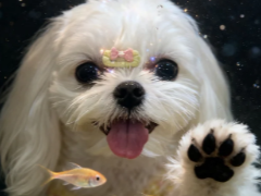 ��������Ź���ָ�� ��������pͼָ��