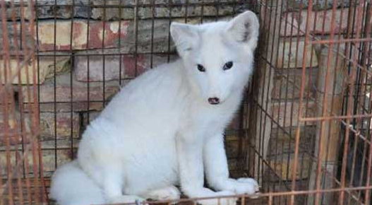 应狐是什么狐狸品种新手必看科普 应狐是什么狐狸品种新手必看科普