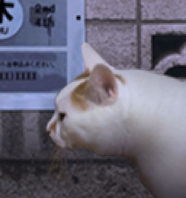 ����è֮����̷����v1.0 ��׿��