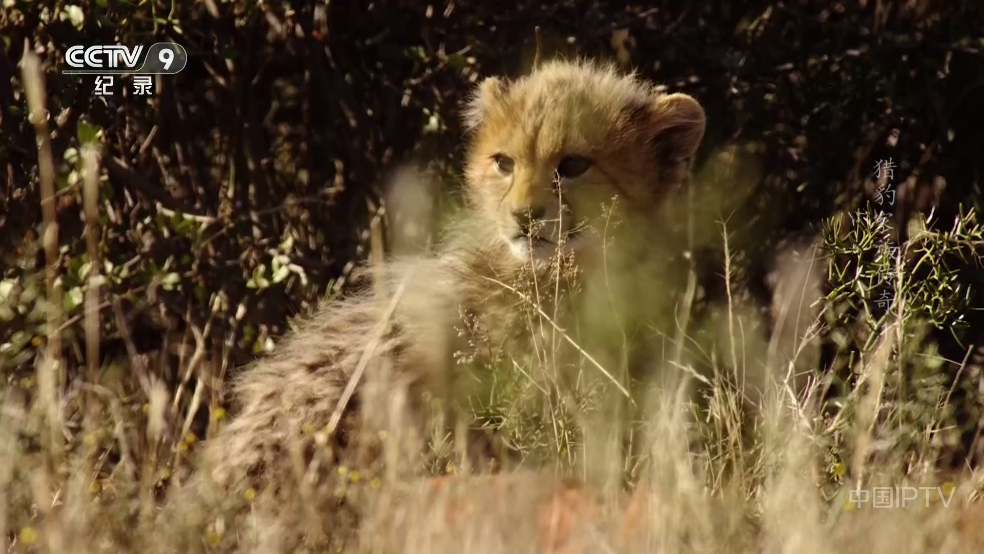 ��ʰ����TVӰ�Ӻ���v3.5.2 ���°�