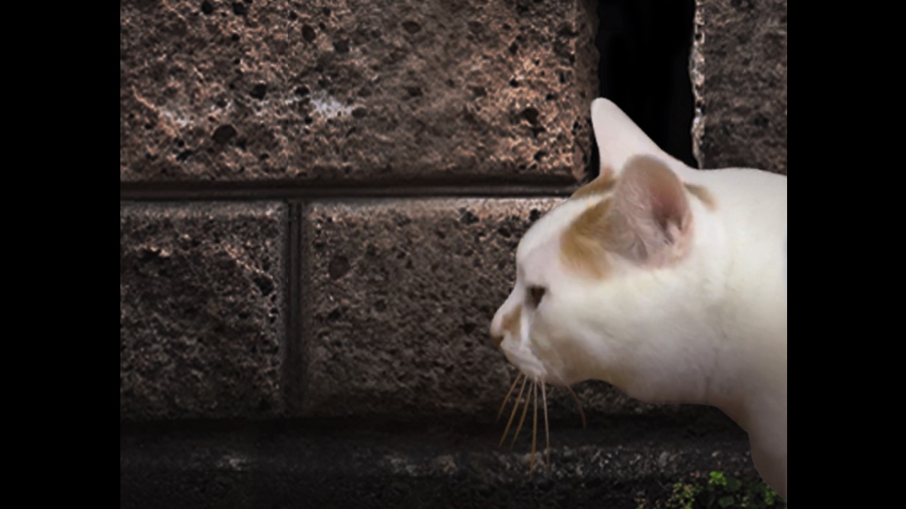 ����è֮����̷����v1.0 ��׿��