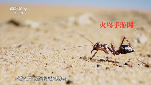 С���ĵ���TV