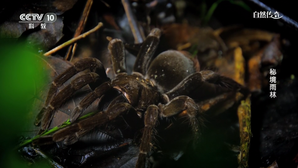 С���ĵ���TVv1.2.0 �ٷ���