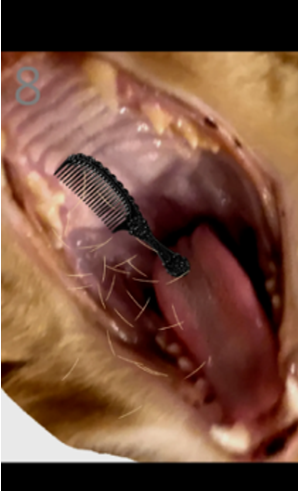 ��è��ë��Ϸ