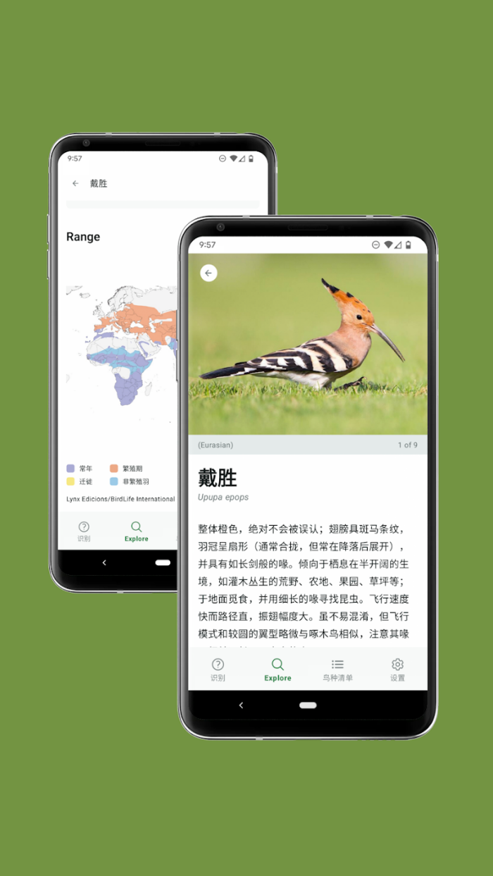 Merlin Bird ID��׿��v3.11 �ֻ���