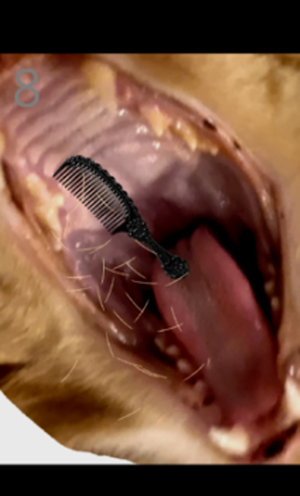 ��è��ë��Ϸv1.0 ��׿��