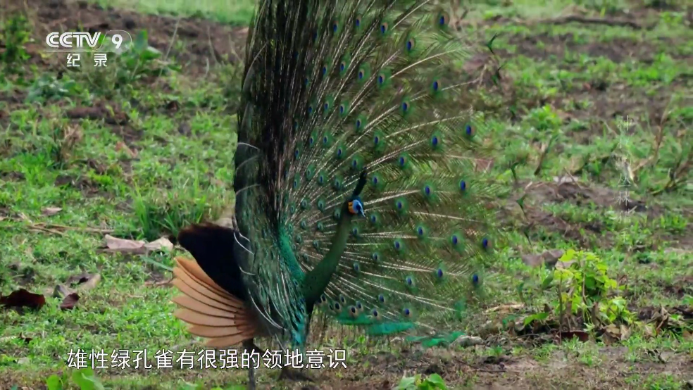 DongYuTvWeb����ֱ��v1.0.10-release ���°�