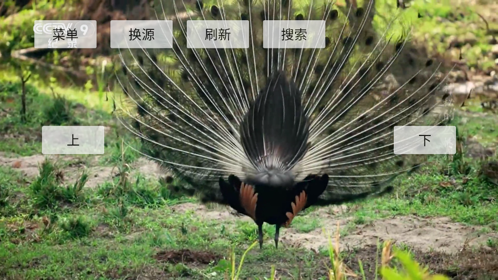 DongYuTvWeb����ֱ��v1.0.10-release ���°�