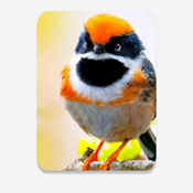 С��Ϻֱ������������v1.3.3 ���°�