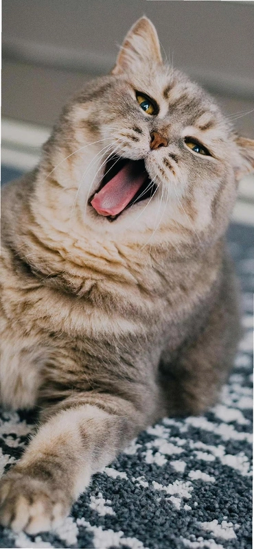 Reditum �����ķ1.0 ��ʽ��