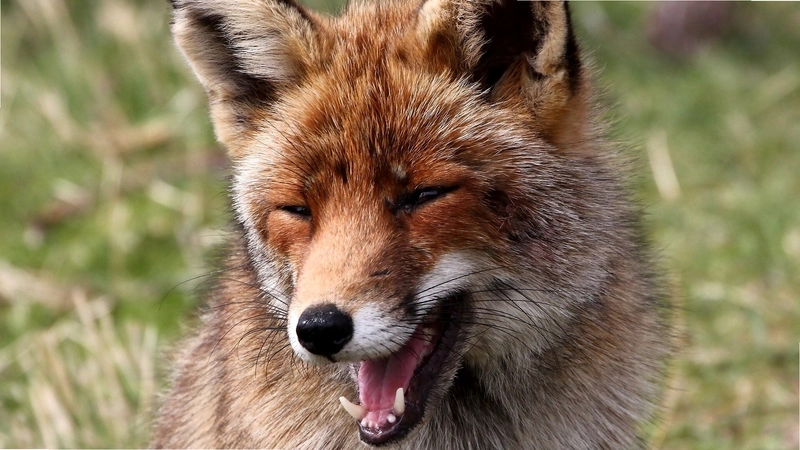 狐狼 Jackalv1.0