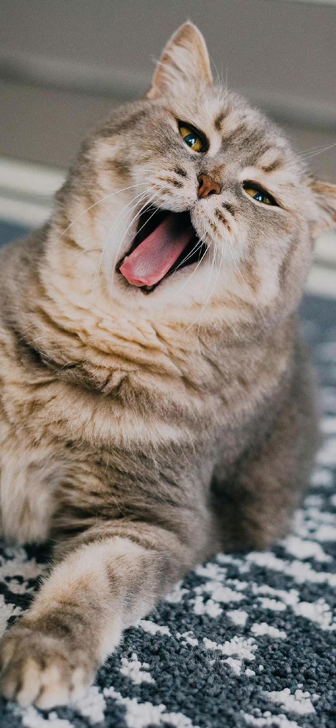 è���˵ľ���1.0 ���ĵ�ذ�