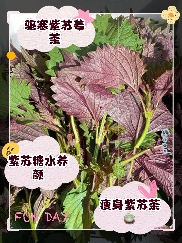 ����֮Ҷ1.0.0