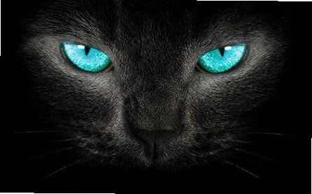 �ڰ���˵2:�����µĺ�è1.0 ���İ�