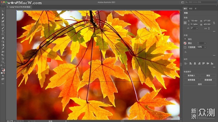Adobe Illustrator 2026中文激活版2026 图形设计旗舰