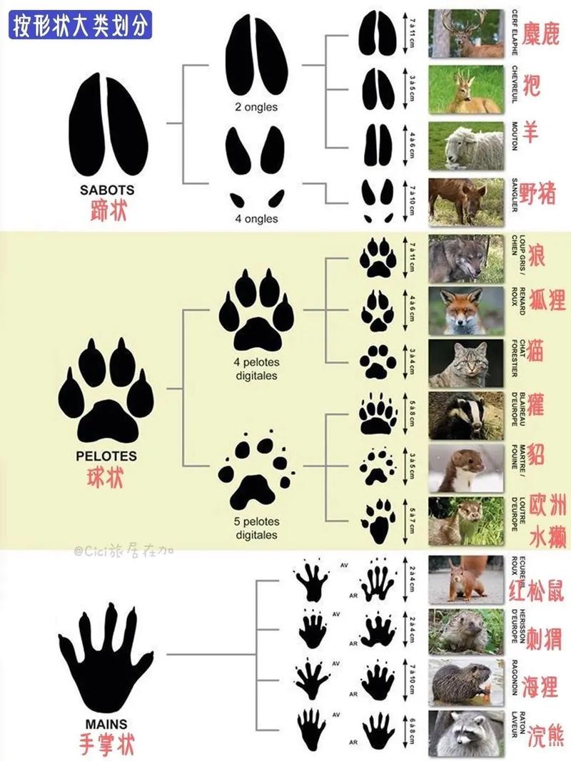游猎冒险 野外追踪 动物脚印识别技巧