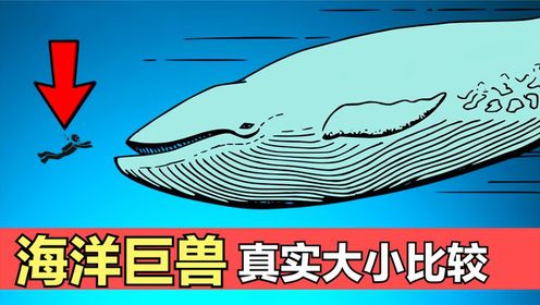 超神鲸 深海巨兽 真相 配图