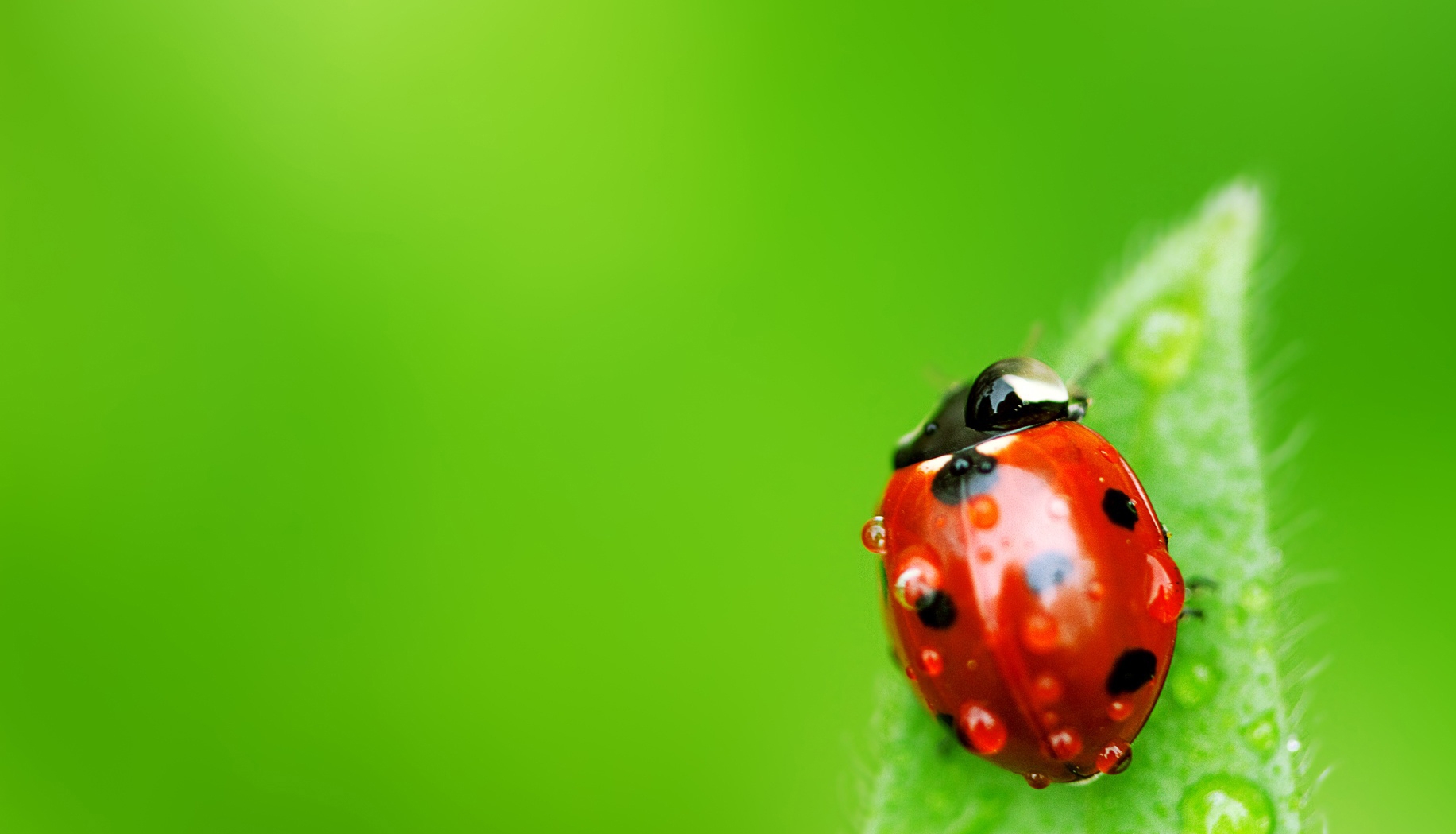 Ladybug on desktop 瓢虫桌面停留特写