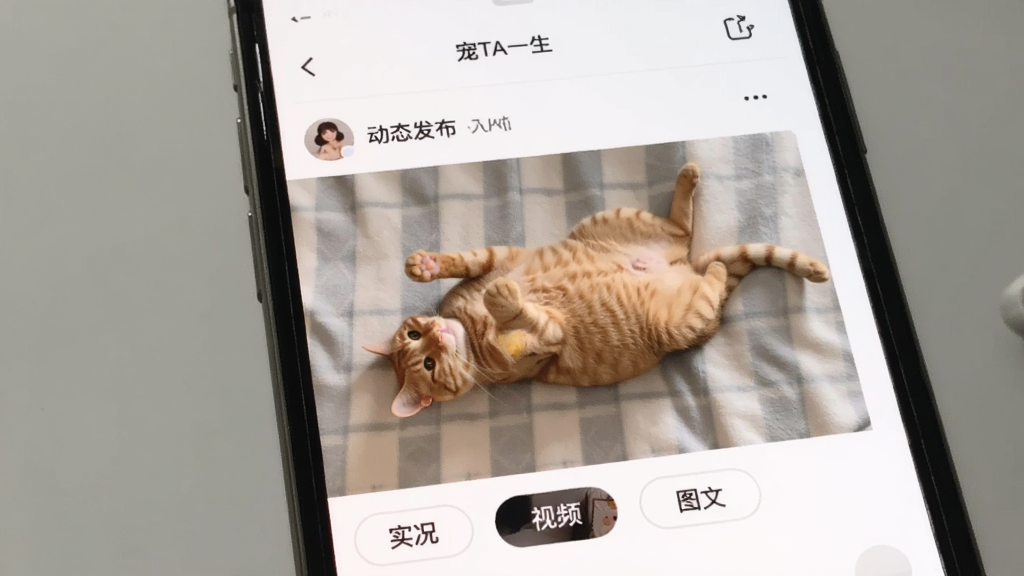 手机屏幕展示“宠TA一生”动态发布界面,下方有“实况”、“视频”、“图文”三个按钮,页面中央有一只正在打滚的橘猫实况照片,界面以白色为主,画质干净,无多余元素