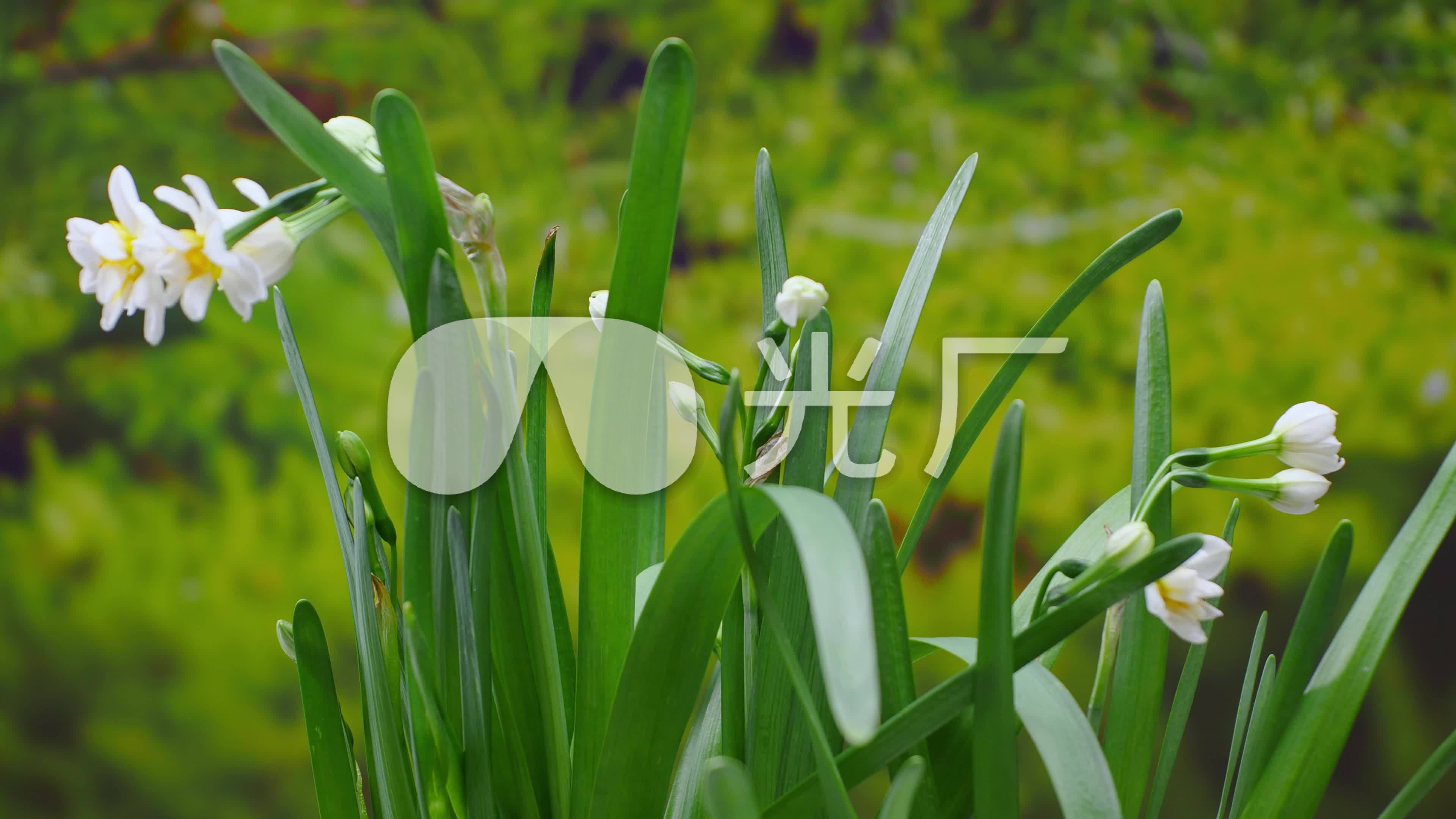 水仙视频高清在线观看合集 水仙花开唯美短片