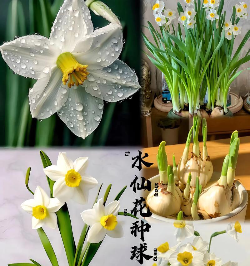 水仙视频高清在线观看 水仙花养护教程短片