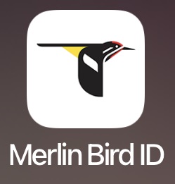 Merlin Bird ID��׿�氲װ�������������԰����ؽ̳�