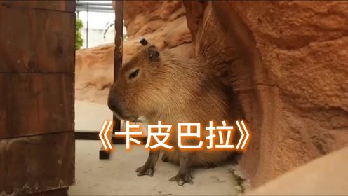 卡皮巴拉吃播达人试吃酸柠檬跳跳糖反应