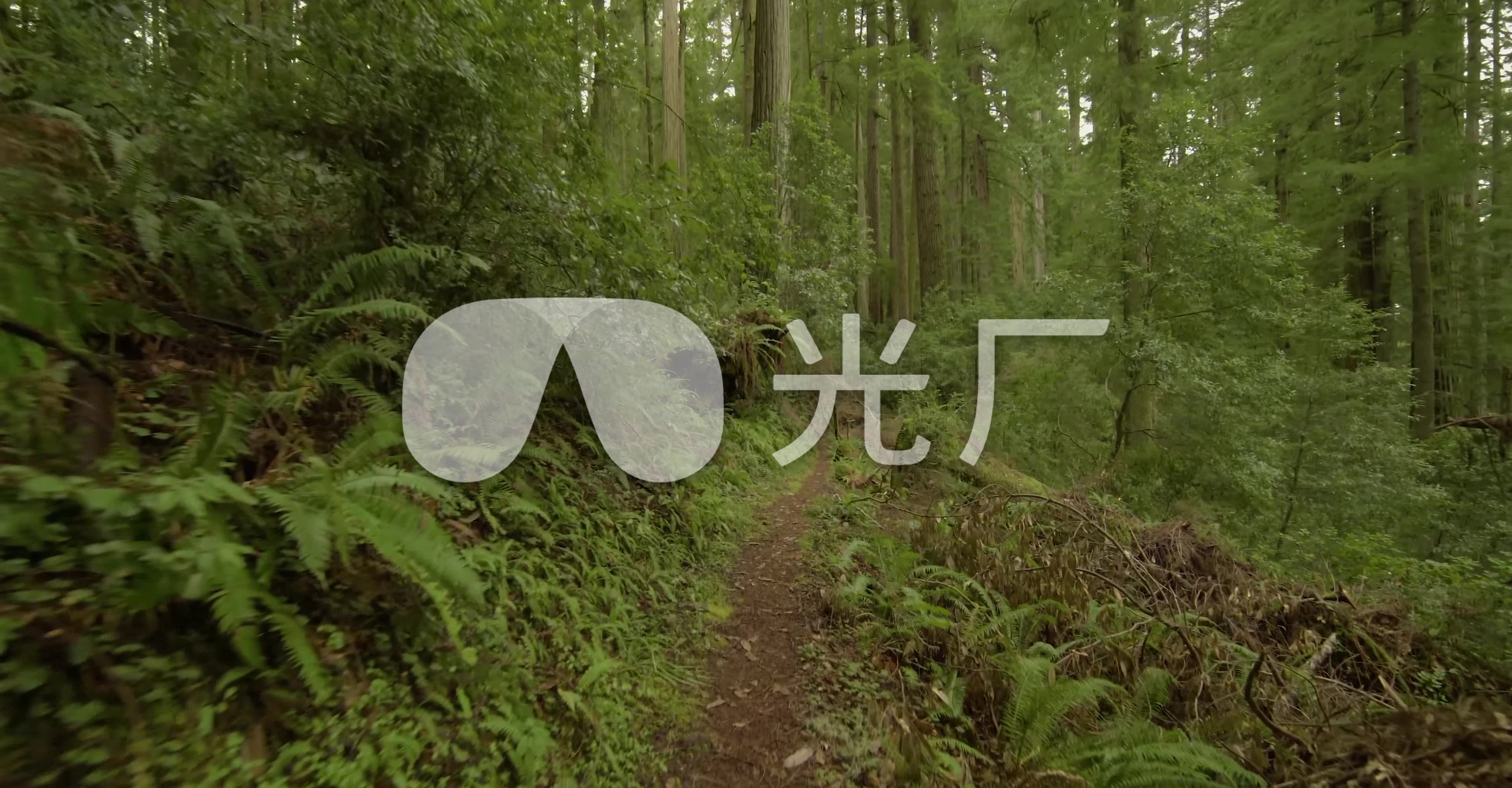 原始森林狩猎探险秘境追踪实拍