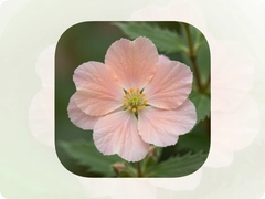 ����app�����ֽ�ϼ�����