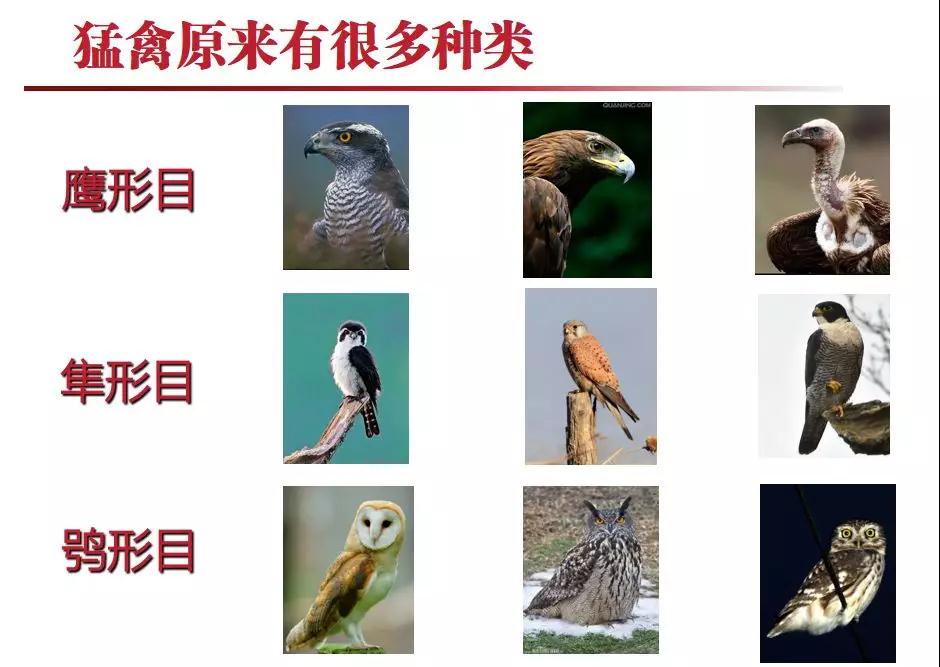飞行生物图鉴大全 空中猛禽与神秘生物盘点