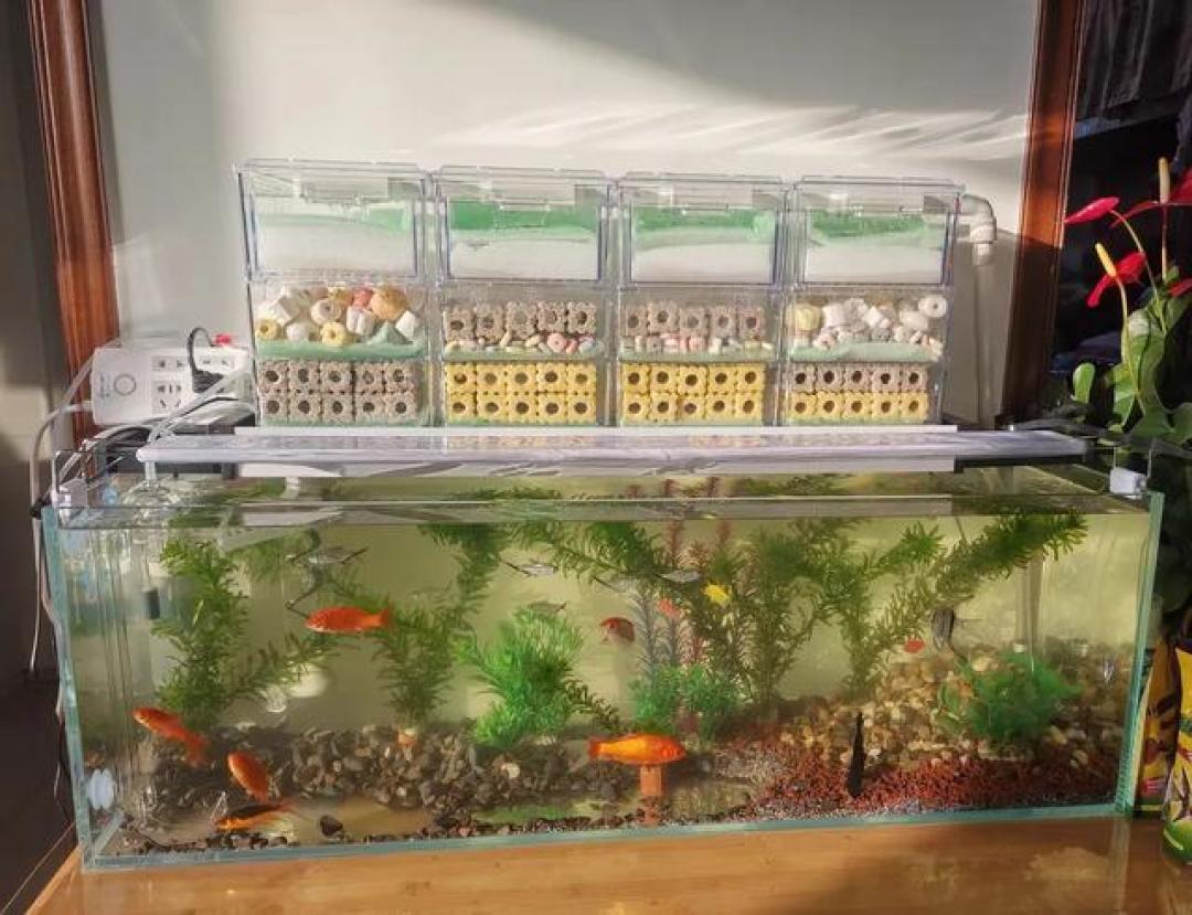 快来养鱼开缸养水过滤系统建立