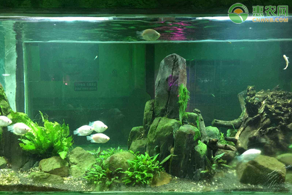 快来养鱼喂食换水日常维护注意事项