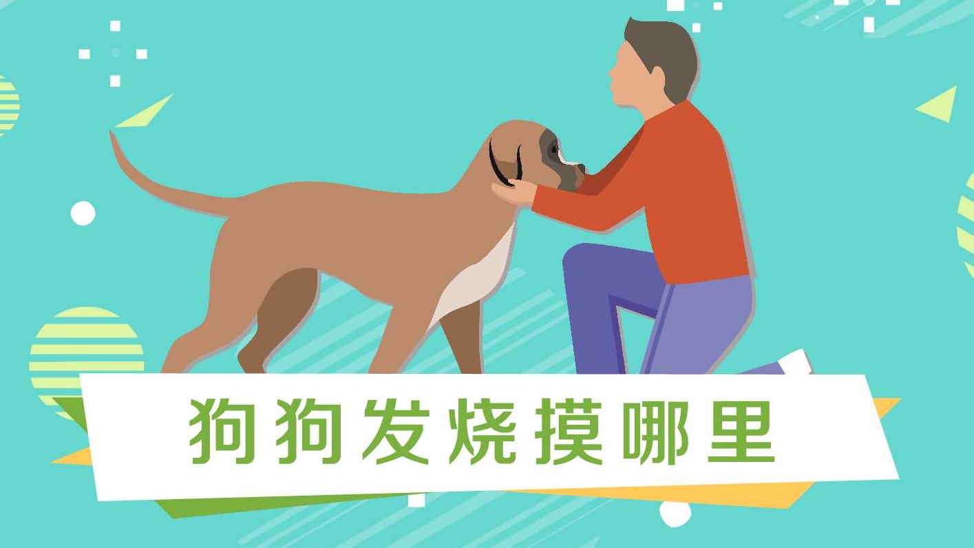 狗狗抽搐急救处理 如何拯救狗狗 养狗安全常识