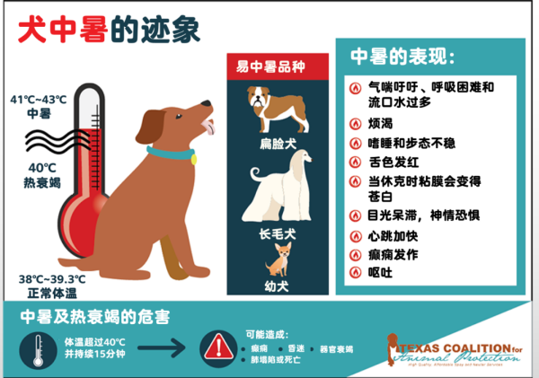 狗狗中暑急救 如何拯救狗狗 夏季遛狗注意
