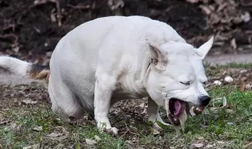 狗狗误食急救 如何拯救狗狗 催吐方法