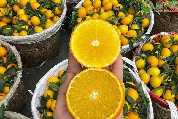 橙子兼和普通橙子区别 皮薄多汁新品种