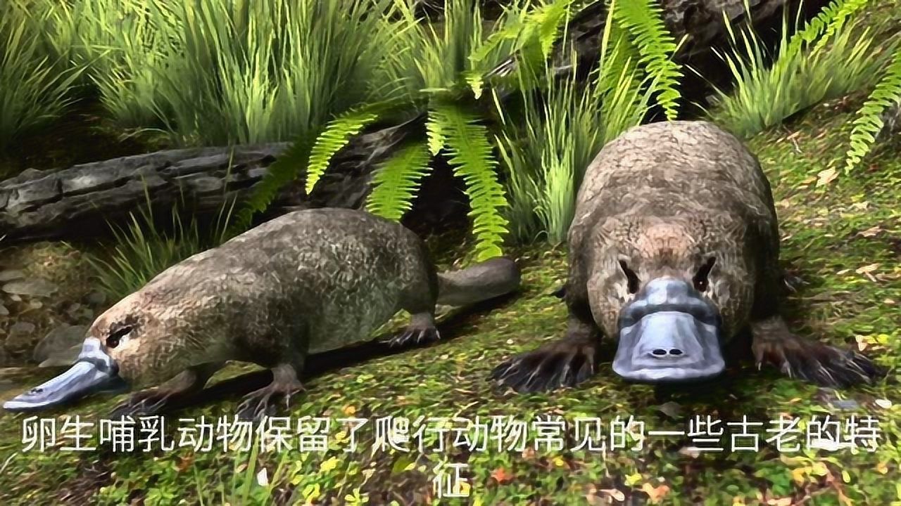 Platypus 鸭嘴兽 下蛋 哺乳 奇特习性