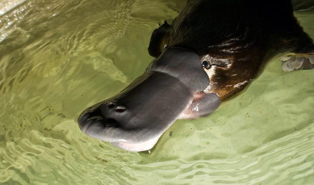 Platypus 鸭嘴兽 电流感应 捕食 雷达嘴