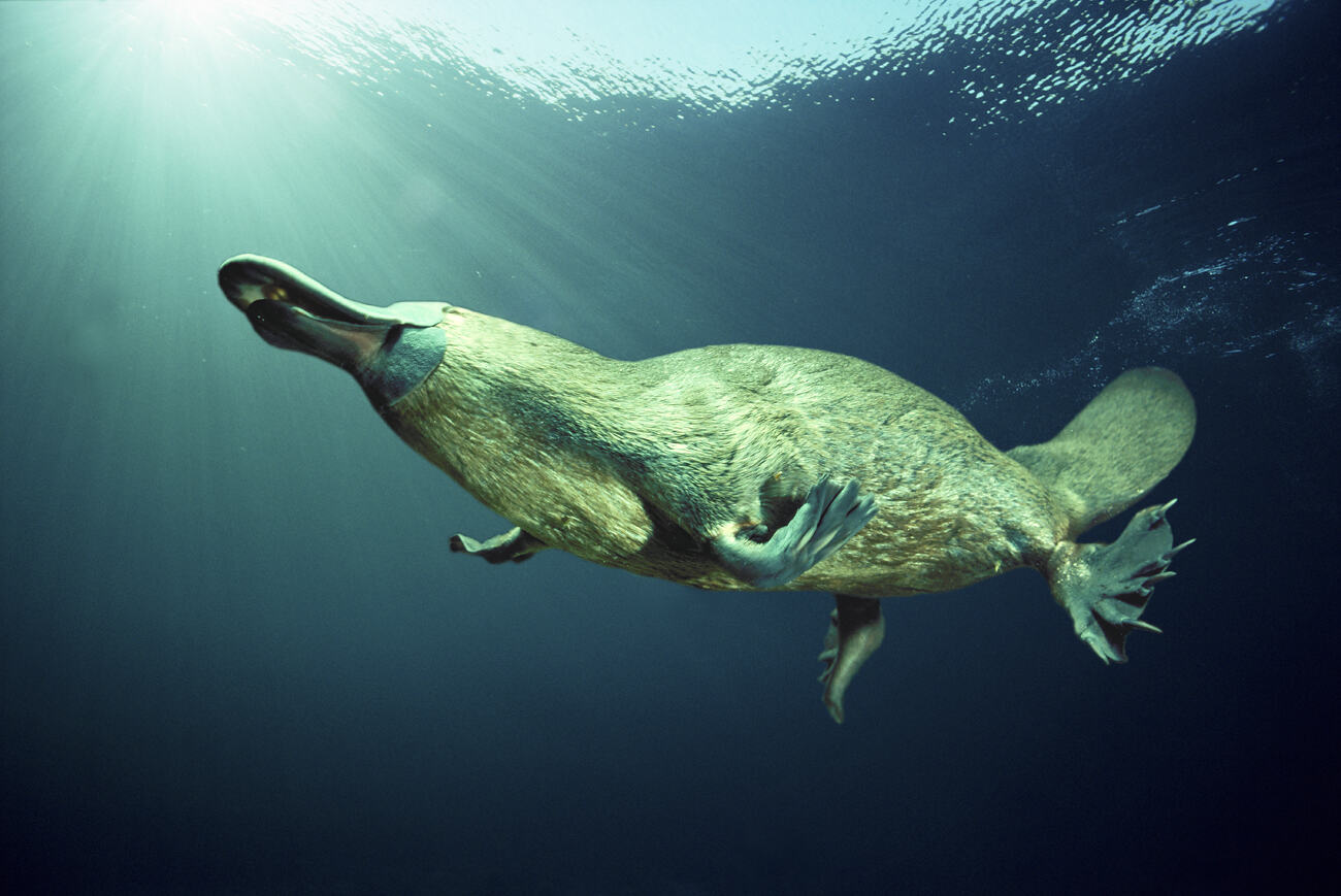 Platypus 鸭嘴兽 游泳 尾巴 水底觅食