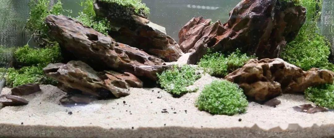 吞鱼蛇snakefish 鱼缸造景 躲避屋 底砂选择经验