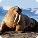 ��ʨģ������׿��(The Walrus)v1.1.9 �ٷ���