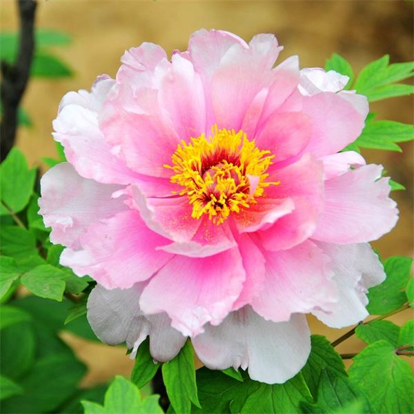 龙池牡丹白色粉色花朵大图