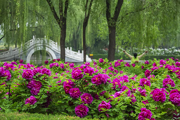 龙池牡丹花开满园的场景