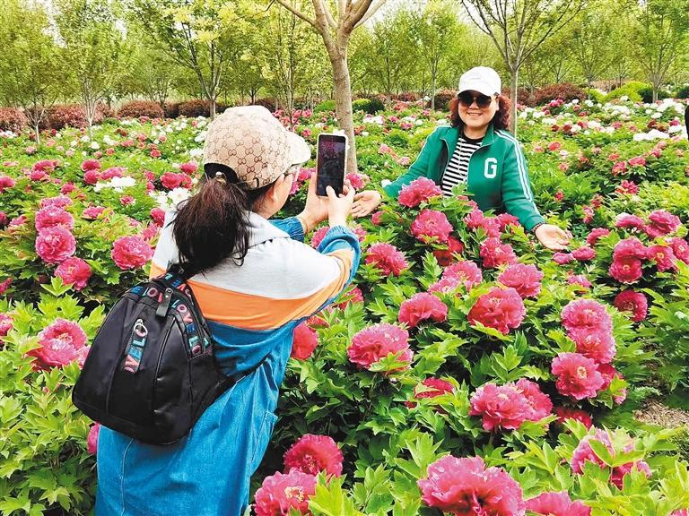 游客在龙池牡丹花海中游玩拍照