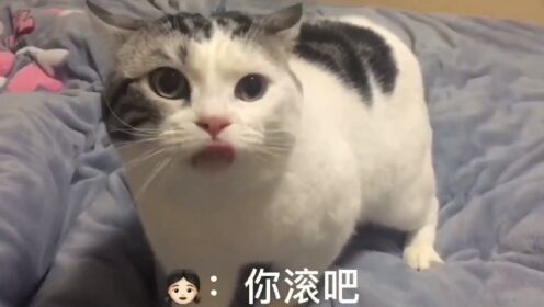 萌宠天团日常搞笑治愈瞬间合集